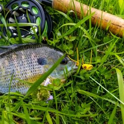 Bluegill on Popper