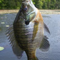 Bluegill Gurgler