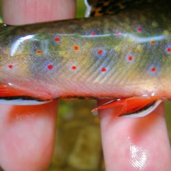 Wild Brook Trout