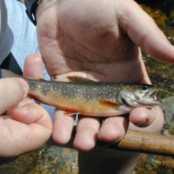Brookie Upper Falls