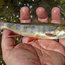 Cataloochee North Carolina BrookTrout