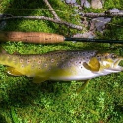 North Carolina Wild Brown Trout