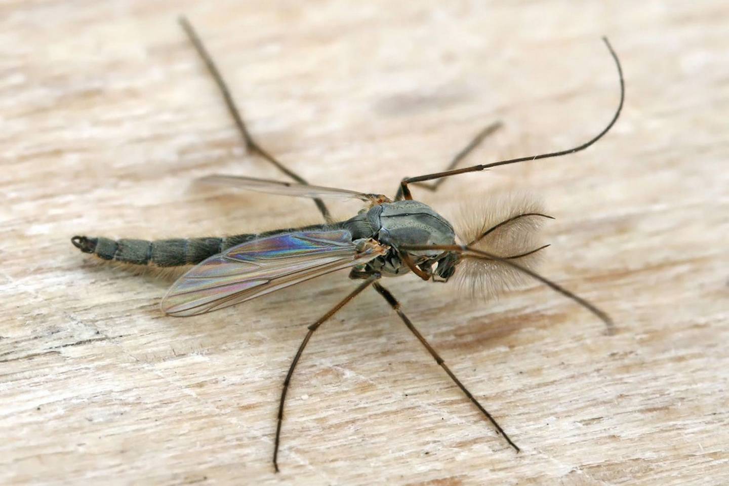 Midge Entomology