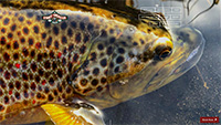 Smoky Mountain Angler